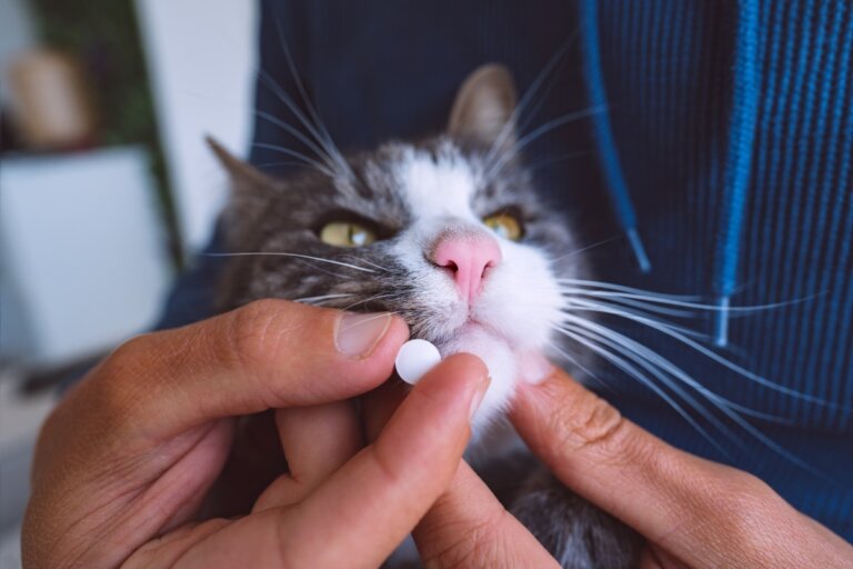 Miniprés para gatos: dosis y efectos secundarios