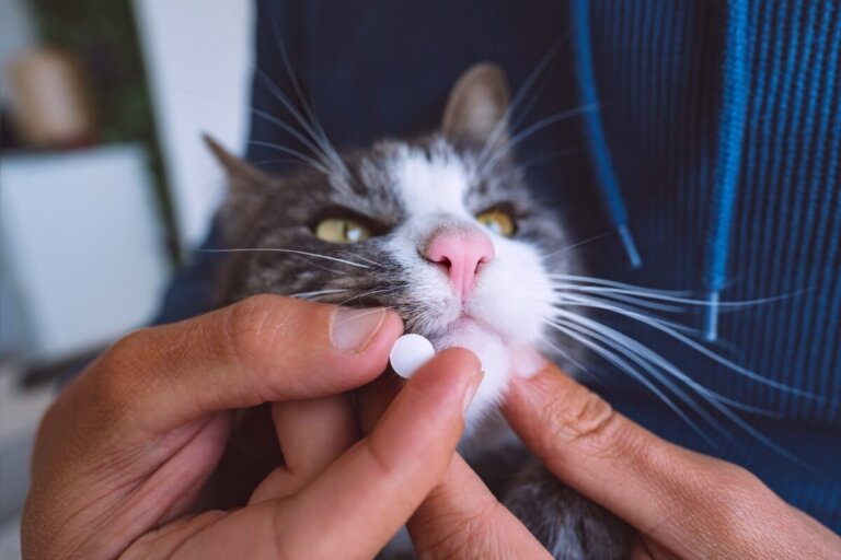 ¿Puedo darle diclofenaco a mi gato?