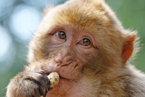 ¿Qué comen los monos?