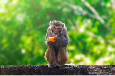 Monos: tipos y características