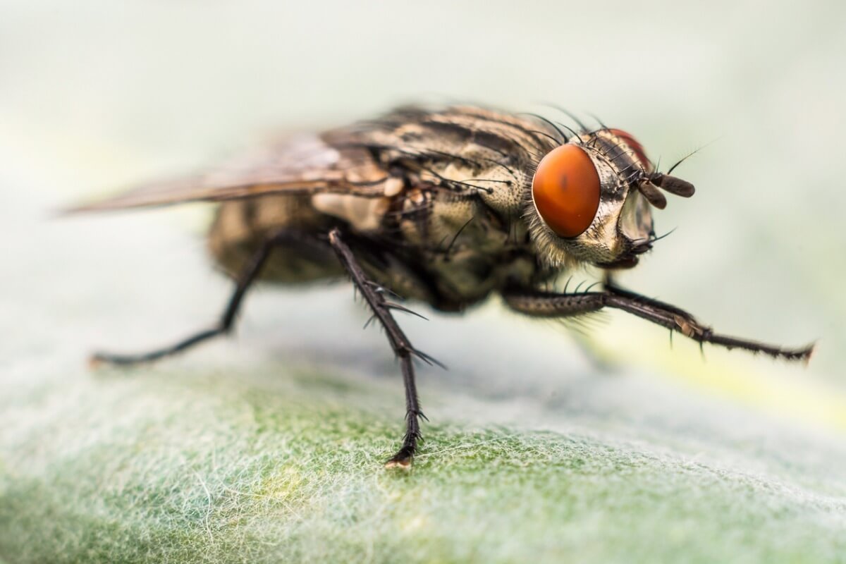 ¿Por qué las moscas se frotan las patas?
