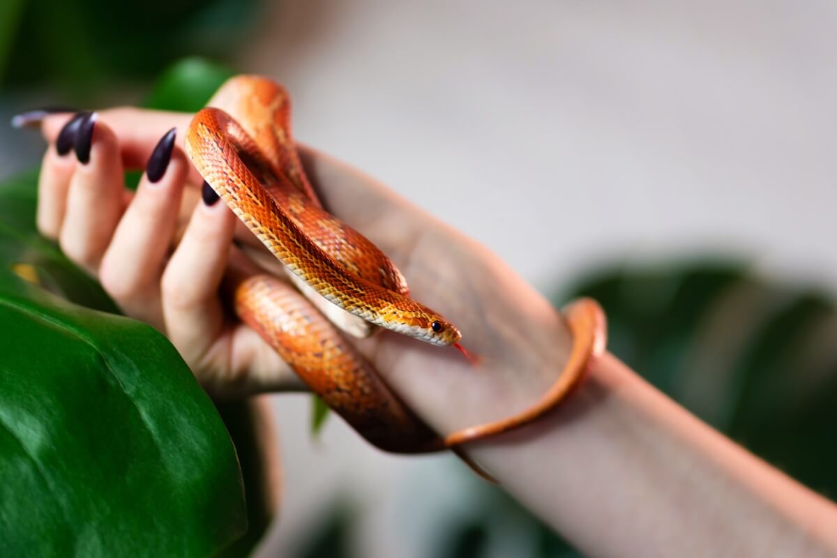 Una mujer con una serpiente en la mano.
