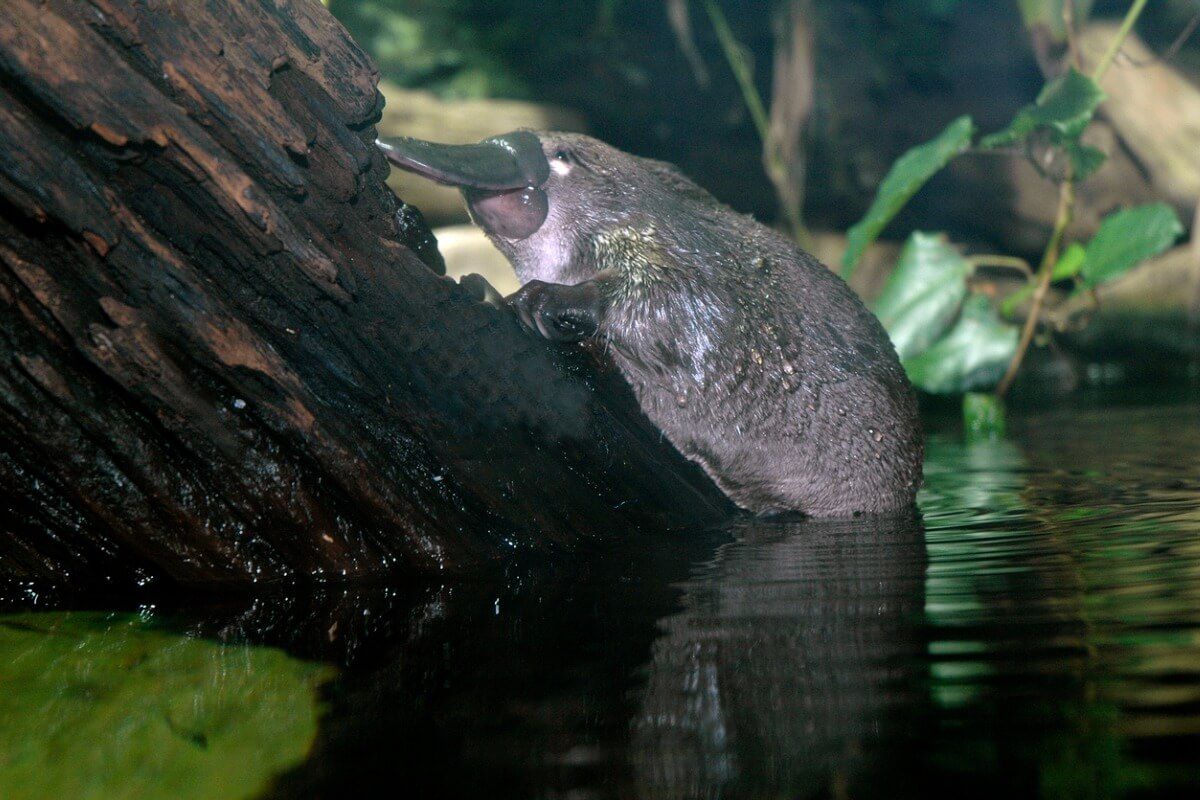 Un ornitorrinco en un lago.