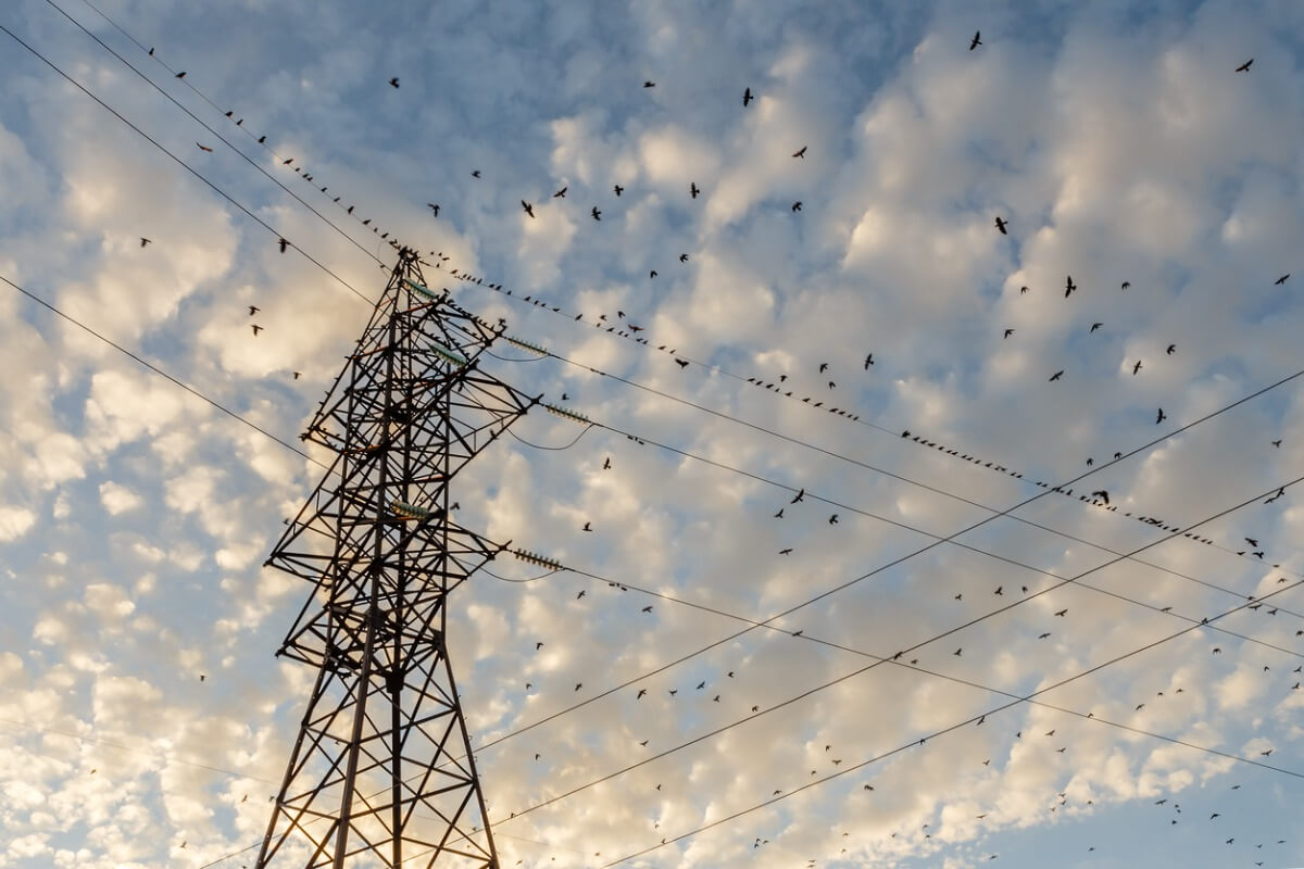 Alguns pássaros empoleirados em cabos de energia