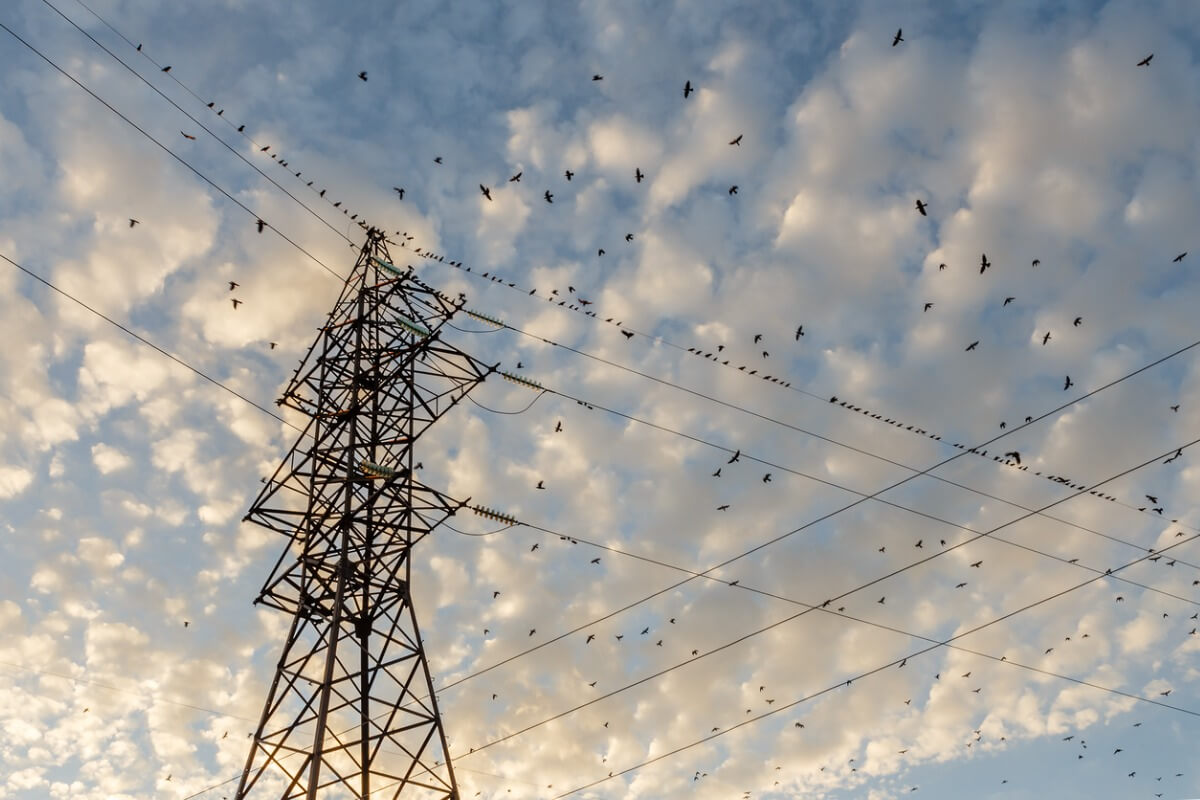 Elektrik hatlarındaki kuşlar.