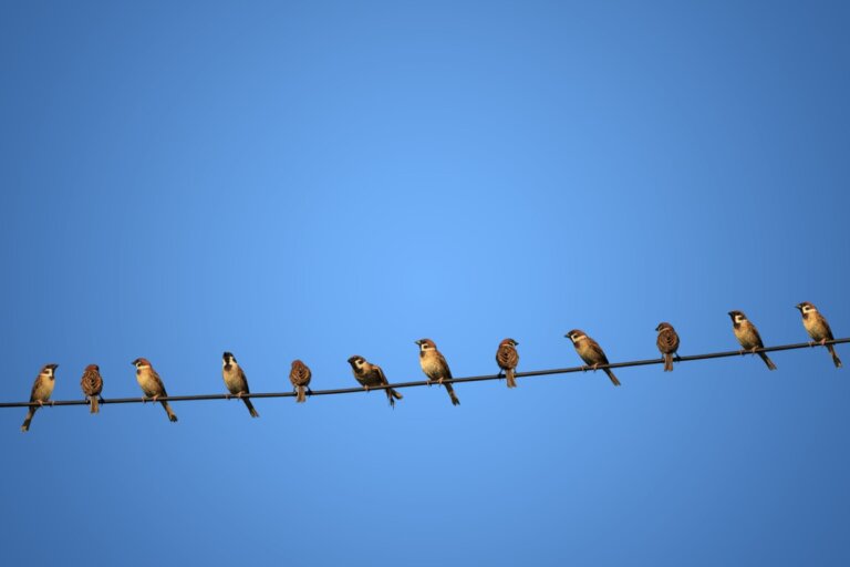 ¿Por qué los pájaros no se electrocutan al posarse en los cables de luz?