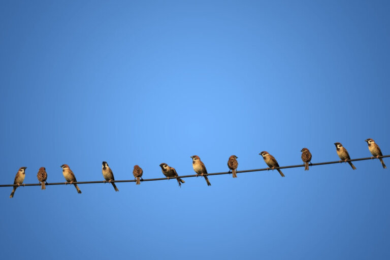 ¿Por qué los pájaros no se electrocutan al posarse en los cables de luz?