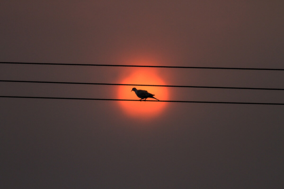 gün batımında bir elektrik hattı üzerinde bir kuş.
