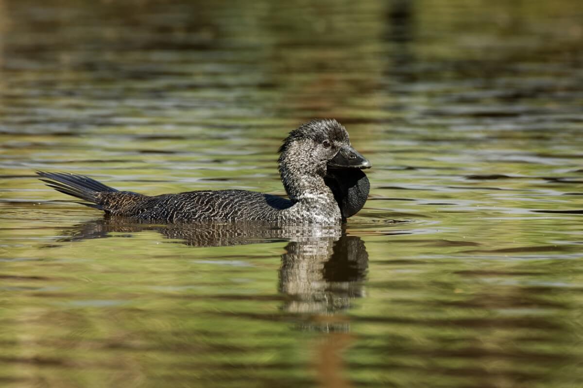 Um pato Biziura lobata em uma lagoa.