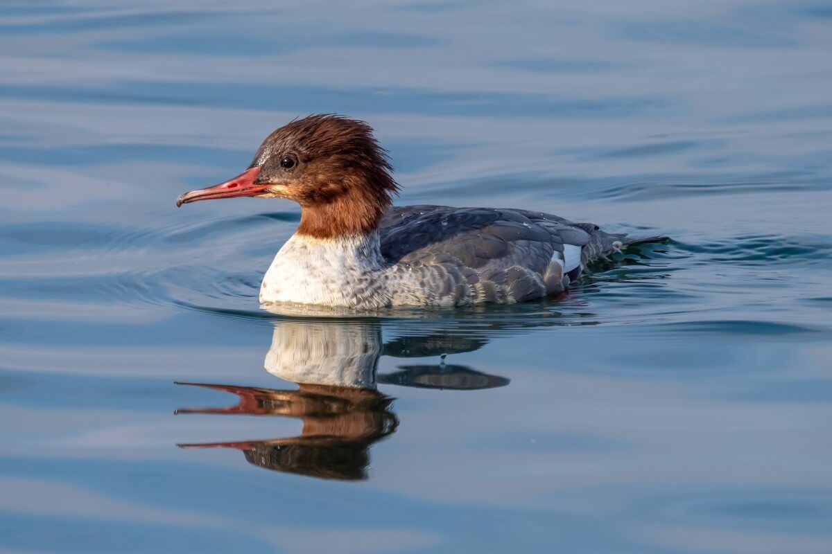 A duck on water.