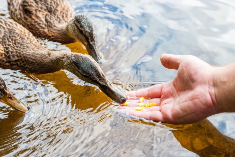 ¿Qué comen los patos?