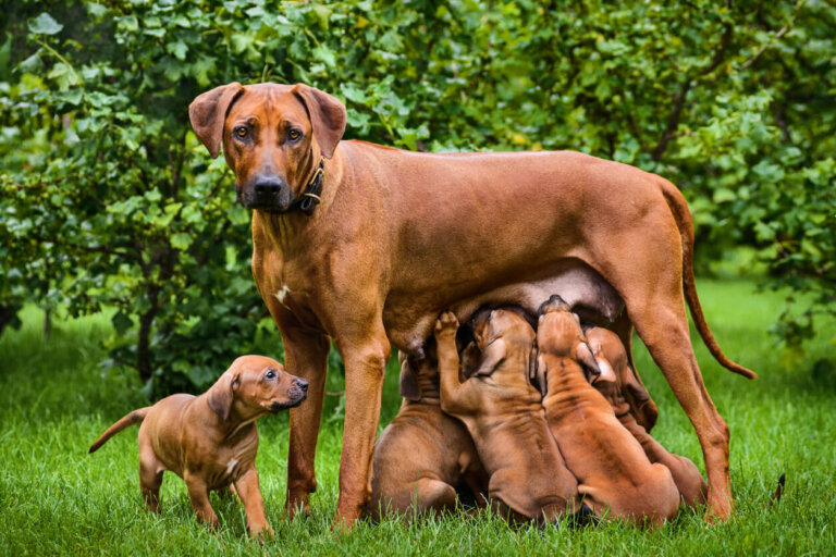 ¿Por qué mi perra no produce leche para alimentar a sus cachorros?