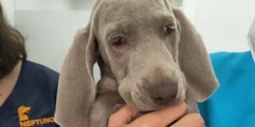 Descartan a esta perrita de un criadero por un motivo despreciable
