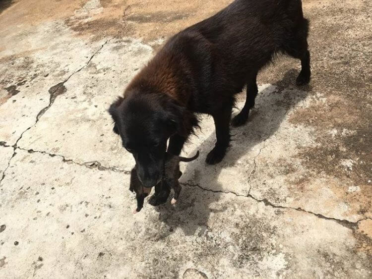 Perrita corría con un cachorrito inmóvil en el hocico tras salvarlo de la basura