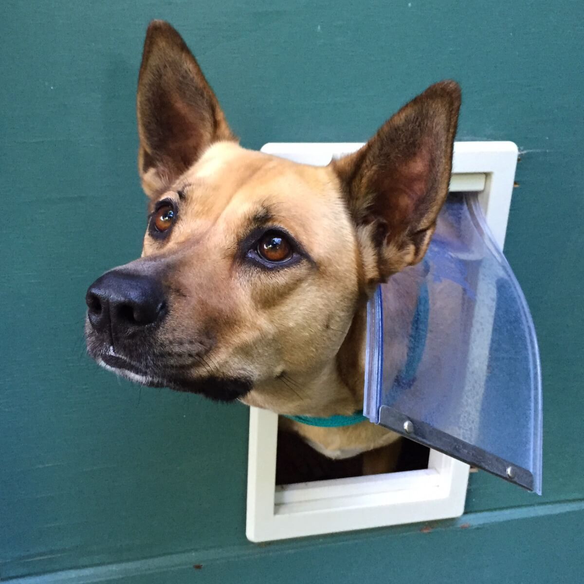 Un perro asoma la cabeza por la puerta.