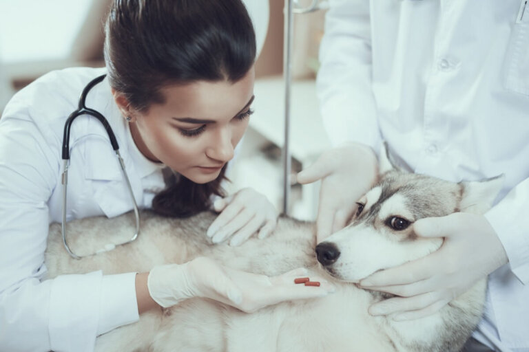 Benadryl en perros: usos, dosis y efectos secundarios