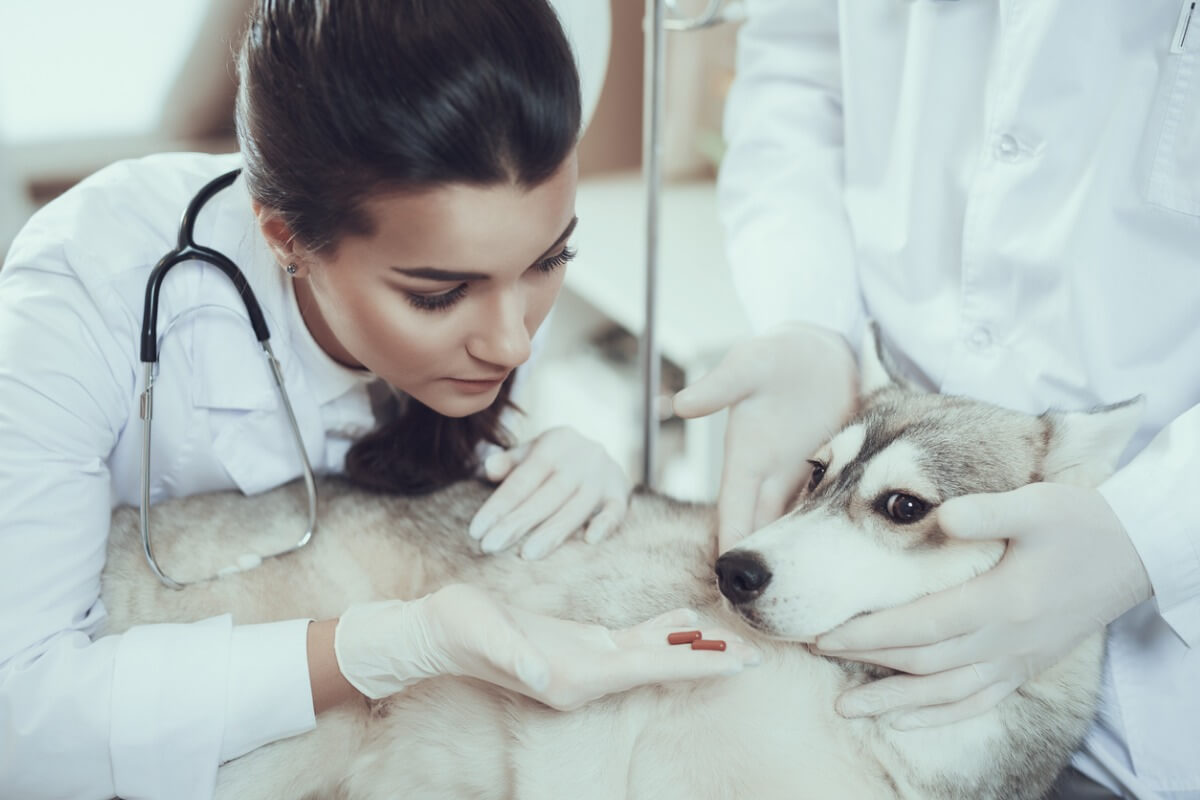 salida pronóstico Admirable Gabapentina para perros: usos y dosis - Mis Animales