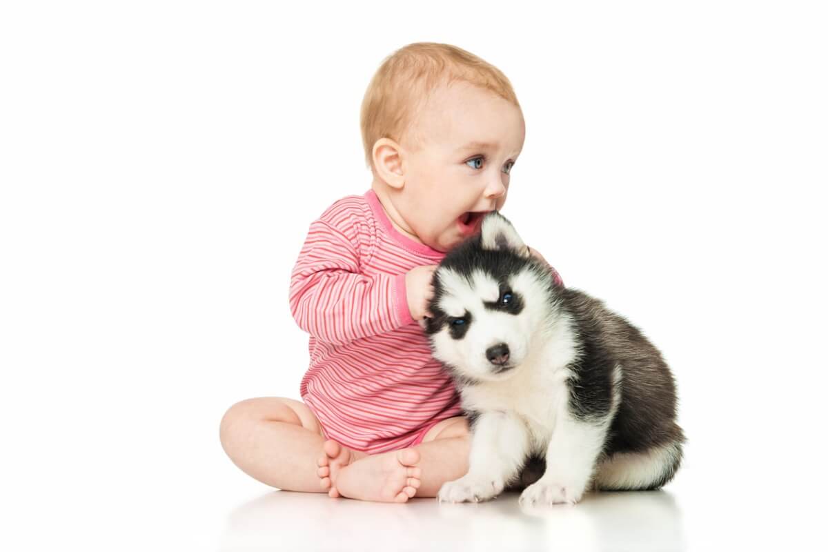 Un perro con un bebé sobre un fondo blanco. 