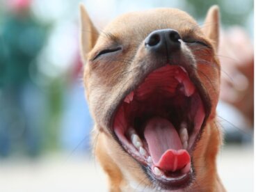 Esofagitis en perros: síntomas y tratamiento