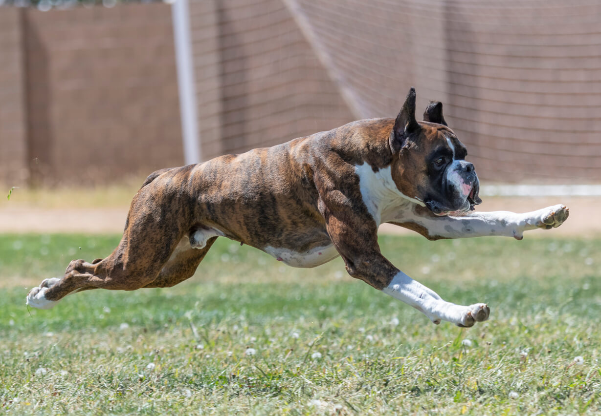 A brown and white boxer leaping through the air.