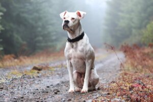 Cómo entrenar a un perro para la protección personal
