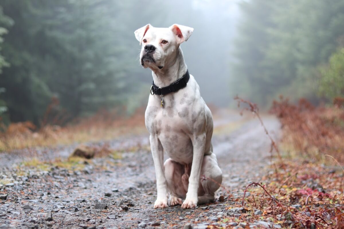 Un perro bóxer blanco.