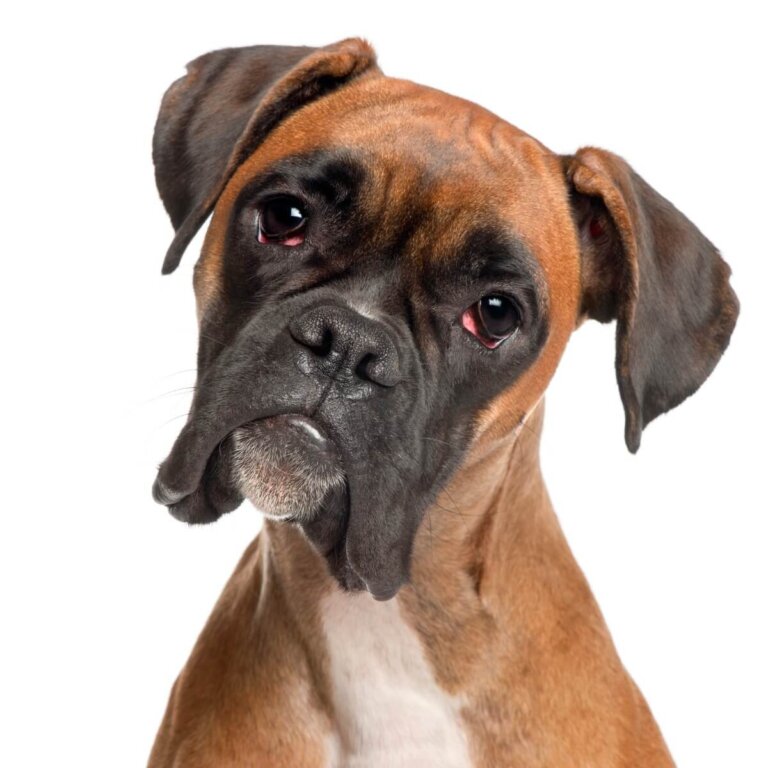 3 tipos de perros bóxer