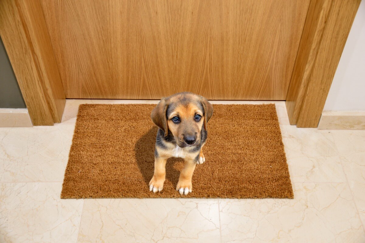 Un perro en una puerta.