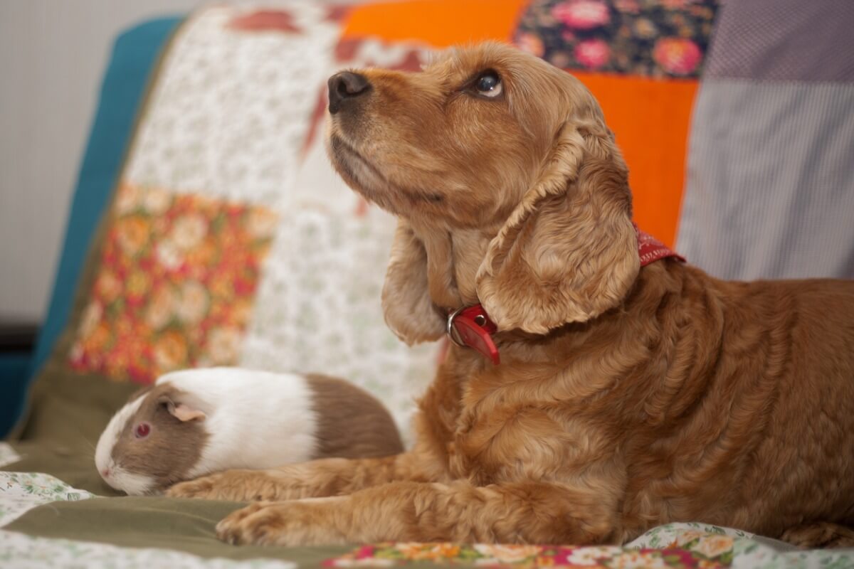 Un chien avec un cochon d'Inde.