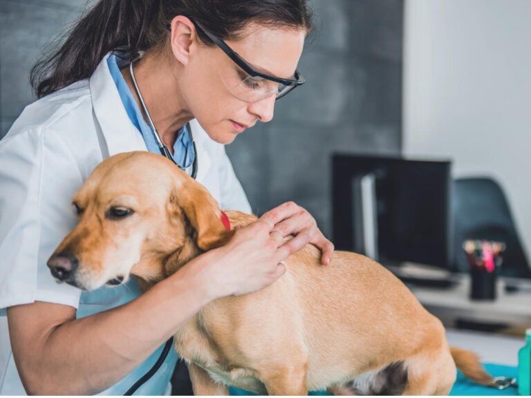 Cuidados para perros sin bazo