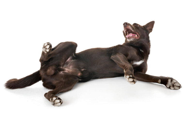 Guía para entender la salud del pene de tu perro