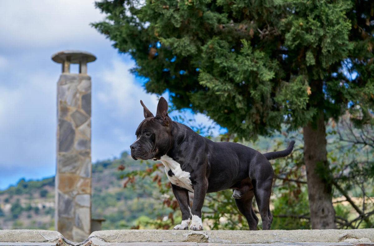 Un perro macho en un tejado.