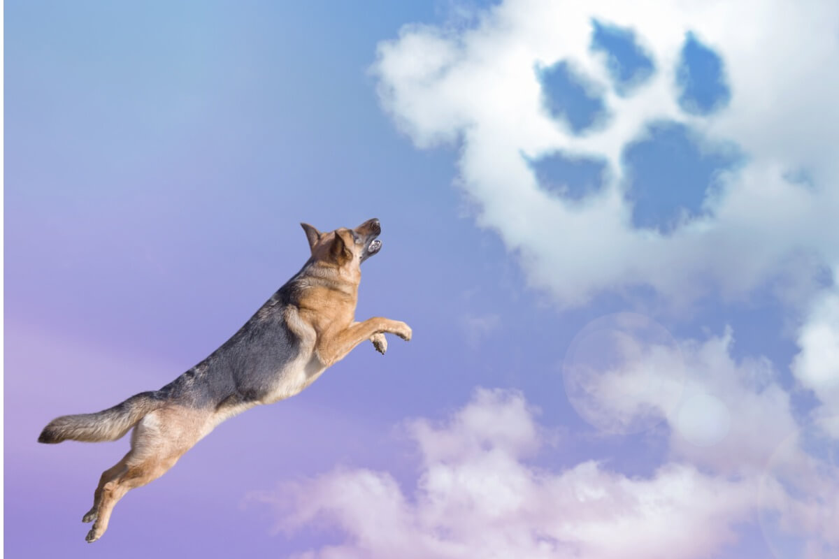 Un chien dans le ciel.