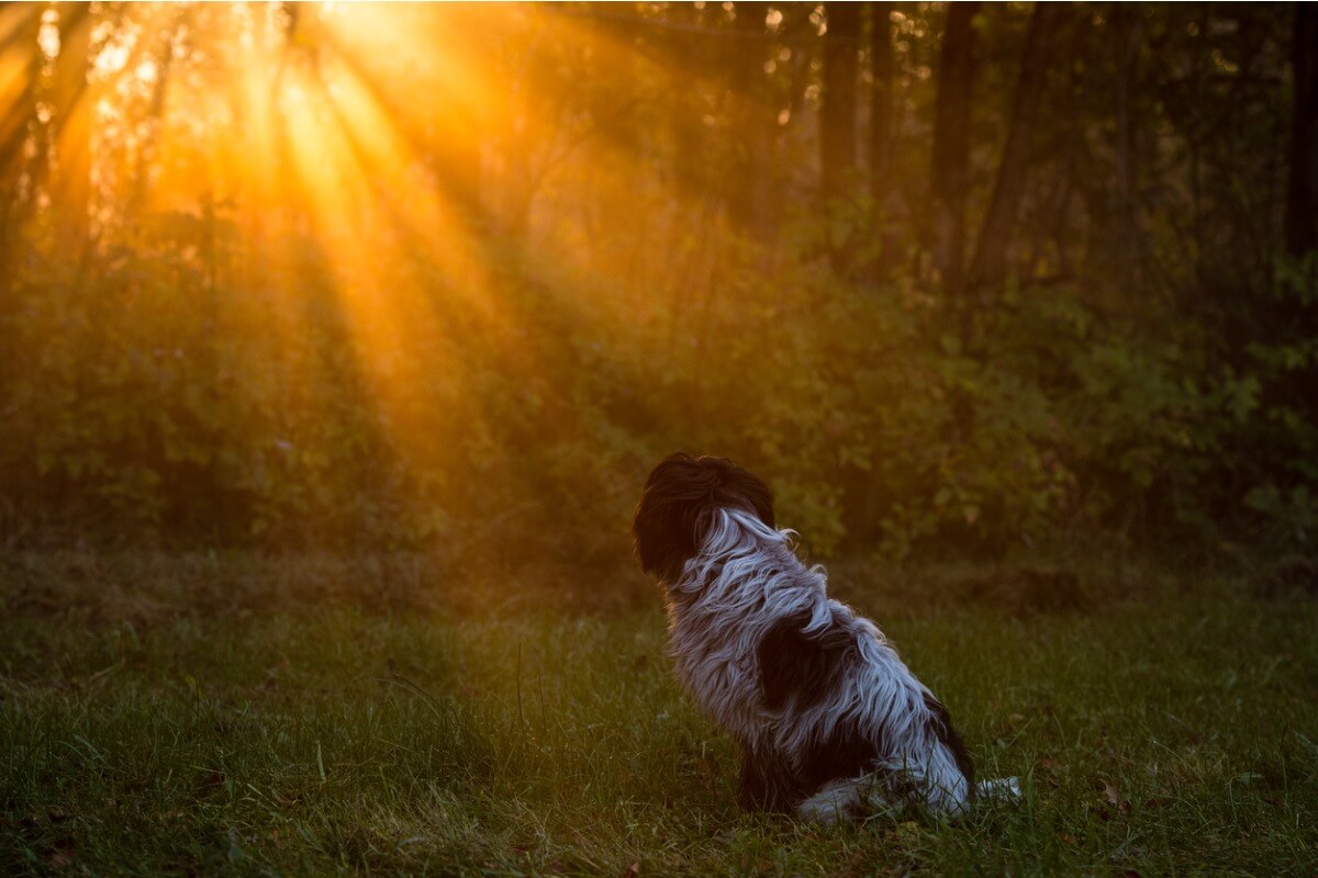¿Los perros van al cielo?