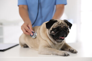 Las enfermedades más comunes del pug