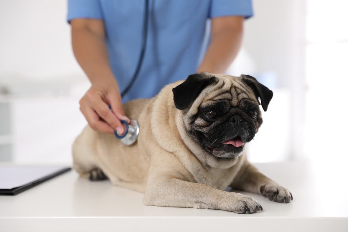 A pug with a vet.