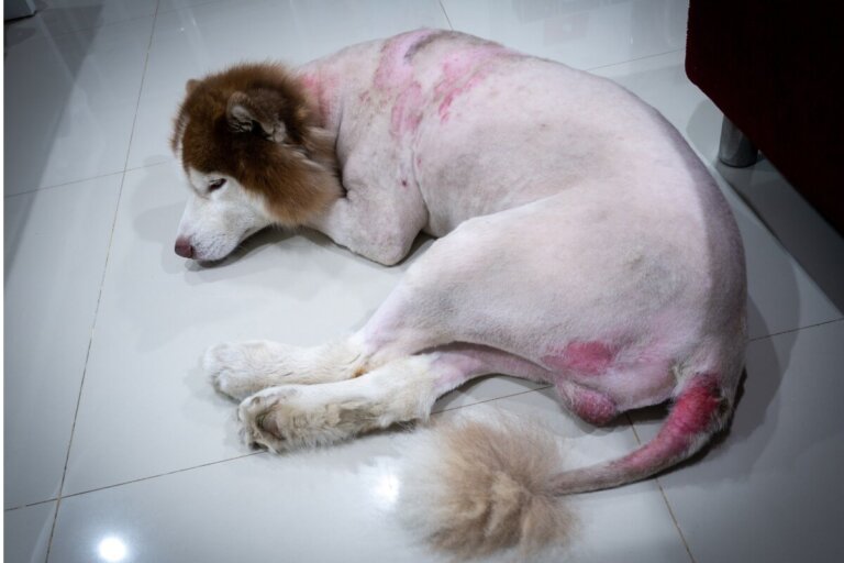 Puntos calientes en perros: causas, síntomas y tratamiento