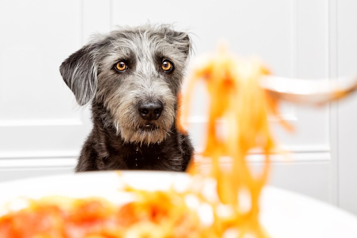 Un chien qui veut manger des spaghettis.