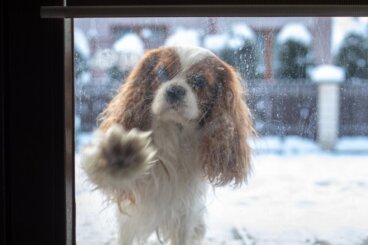 ¿Por qué mi perro rasca la puerta?