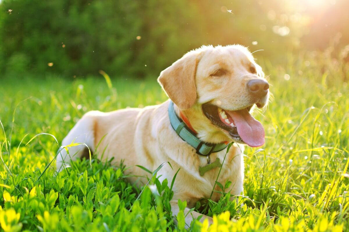 Tarlada bir köpek.
