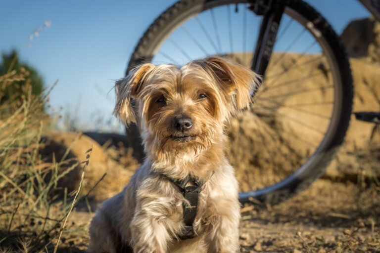 ¿Cómo ayudar a un perro que le teme a las bicicletas?