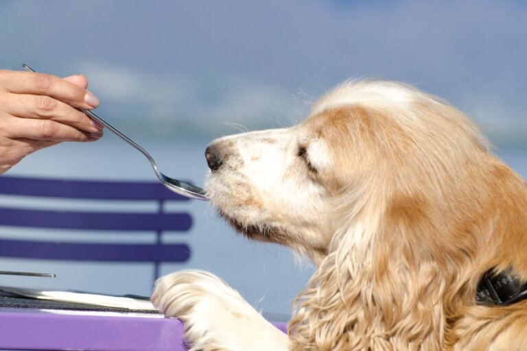 Dalsy para perros: dosis y efectos secundarios