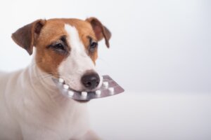 Apiretal para perros: dosis y efectos secundarios