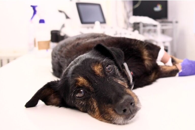 ¿Qué es un enfisema en perros?