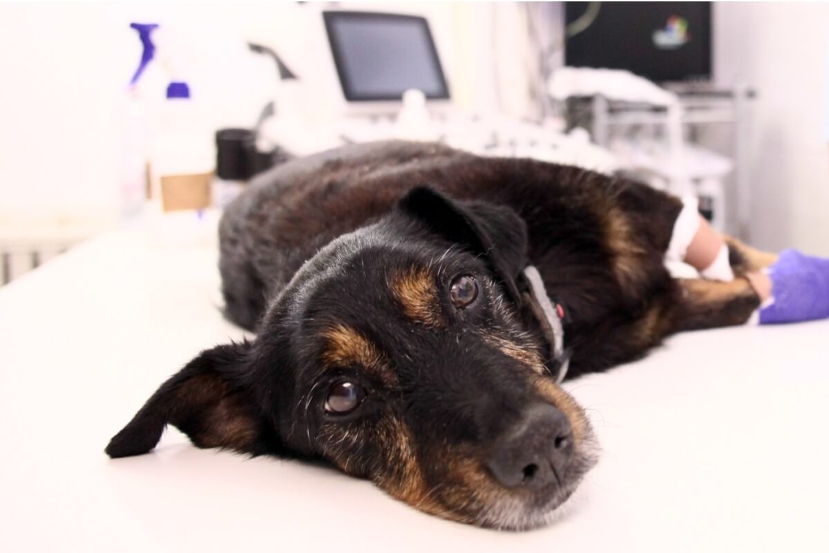 En hund hos veterinæren.