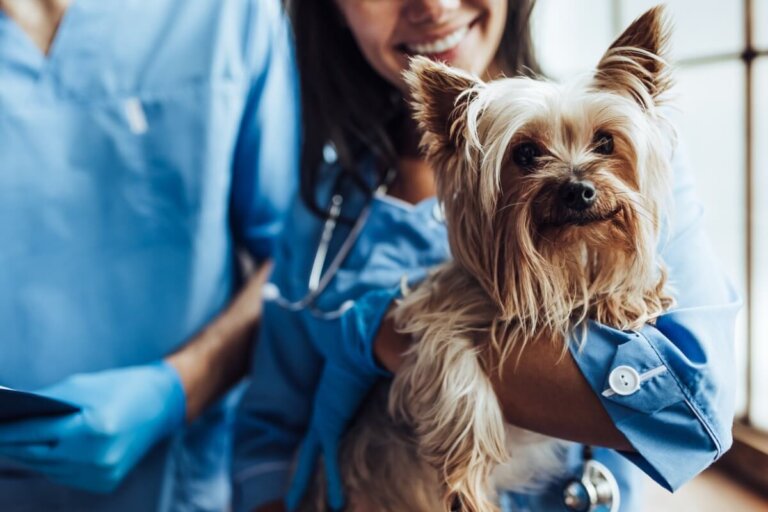 Nocardiosis en perros: síntomas y tratamiento