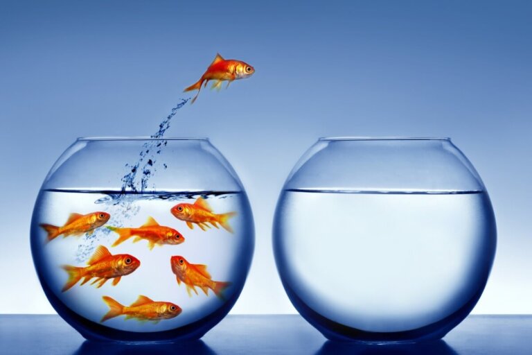 ¿Los peces pueden ahogarse?