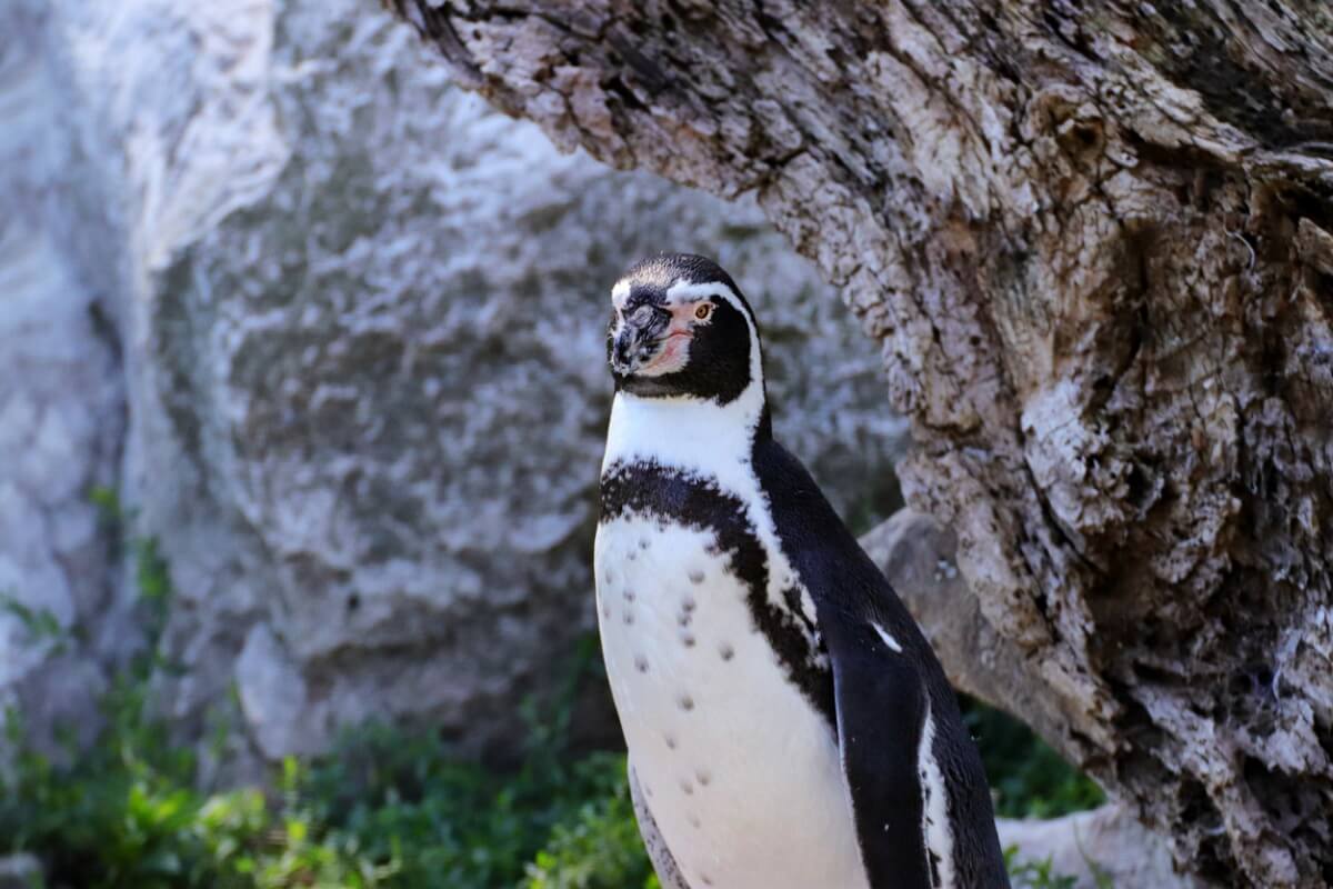 Un pinguino de Humboldt.