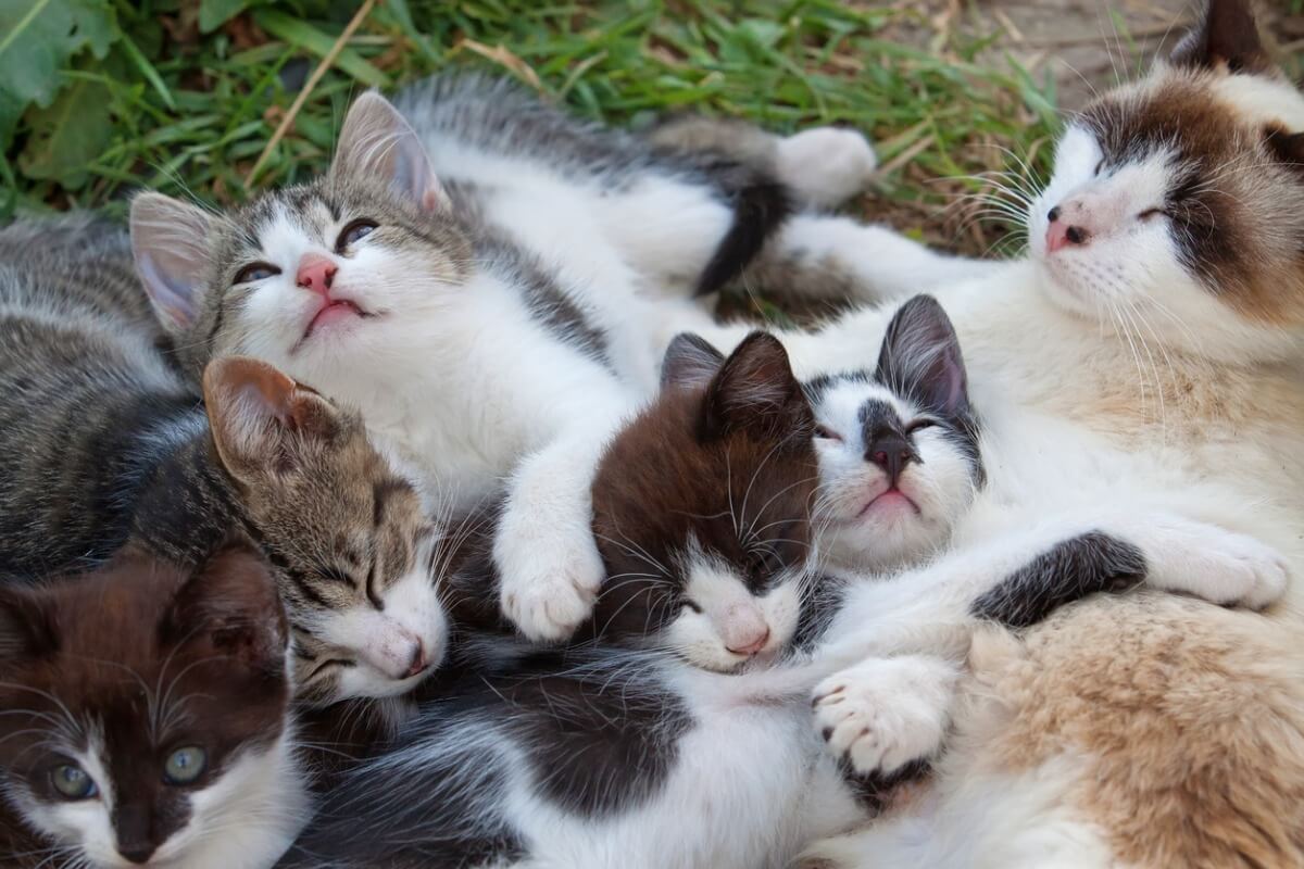 Una plaga de gatos en el exterior del hogar.