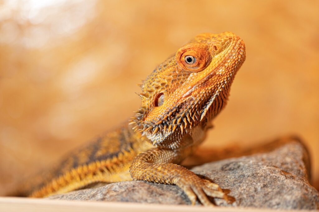 Una de las mascotas exóticas que parecen dragones.